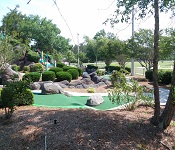 Golfin Dolphin