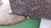 Tin Cup Mini Golf